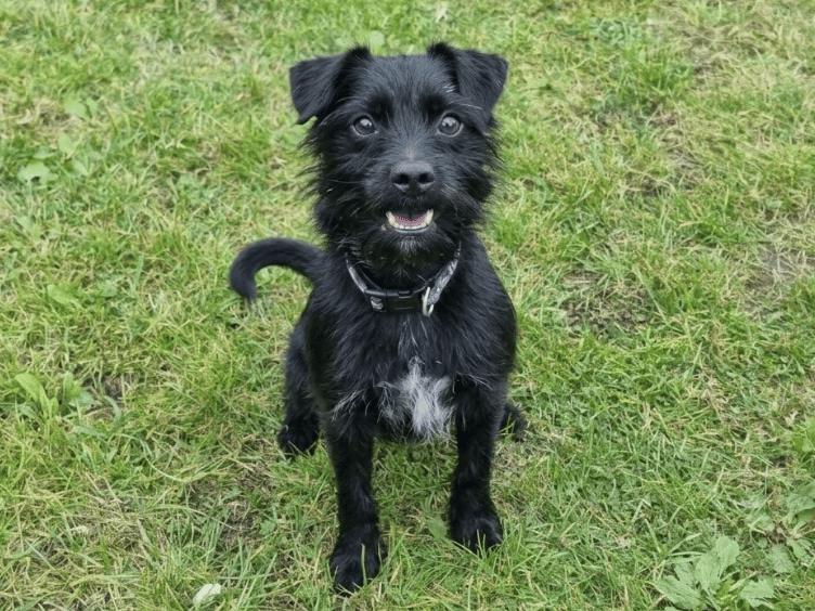 Milo is a lovely little lad who is very people-oriented. He loves saying hello to his humans and making friends with everyone he meets! He’s a very energetic chap – he loves to be on the go and is an intelligent boy too, he needs an active family who not only can keep up with him physically, but who can also provide him with the mental stimulation he needs to keep him happy and healthy in both body and mind.