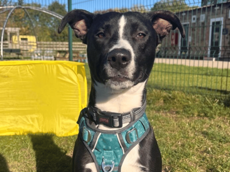 King is a lovely young boy who is full of energy! He shows both Collie and Staffie traits, so requires an experienced owner who has plenty of time to dedicate to his training. He needs an active family who can keep up with his physical needs, but also provide him with plenty of mental stimulation – this intelligent boy is so switched on and needs to keep his brain busy.