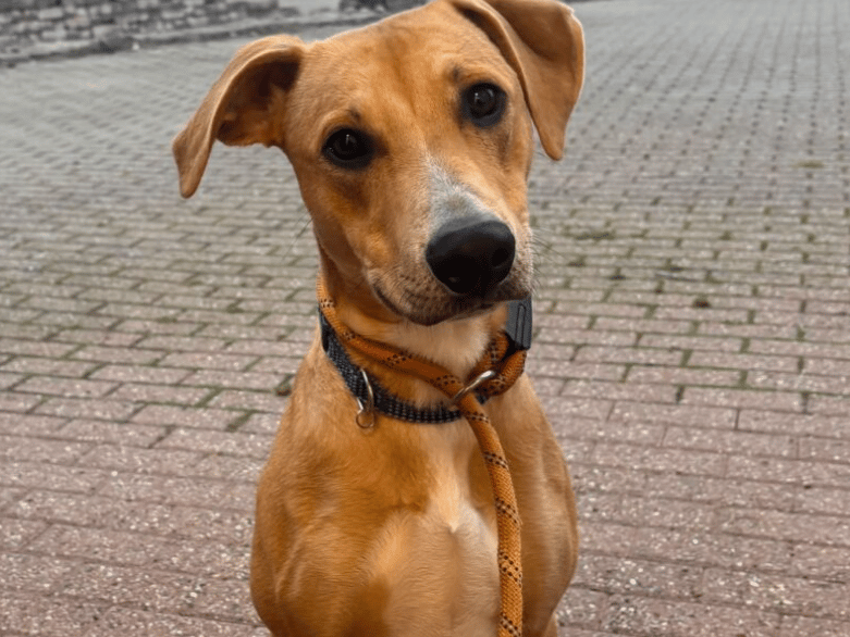 Tye is a lovely young lad who is a quite a sensitive soul. He was a very nervous boy initially when he first arrived here at the shelter and sadly still seems to be struggling with the kennel environment. However, once out and about and away from the noise of the shelter, Tye feels much more relaxed and is able to let his guard down and show staff more of his true, lovely, daft personality!