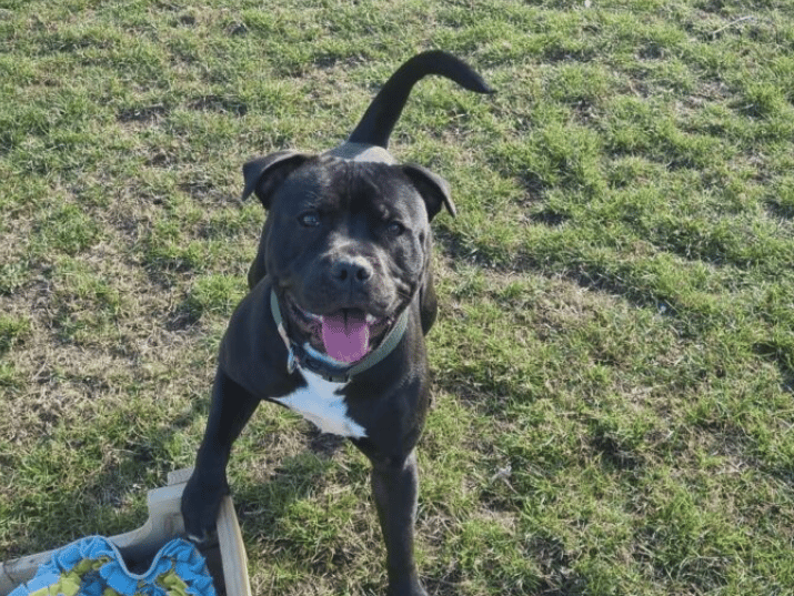 Barney is very much a typical young Staffie – energetic, daft and full of love! He has settled straight in at the shelter and is a super friendly and confident young lad. He is such a character and so much fun to spend time with – often making staff laugh with his cheeky ways!