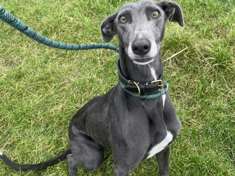 Tuesday is a beautiful, gentle soul who can initially be a little nervous when first meeting people but will happily interact with you when she feels at ease. Tuesday enjoys going out for a walk and having the opportunity to sniff out and explore the environment around her. She walks very politely on her lead and enjoys a treat when she’s out on a wander.