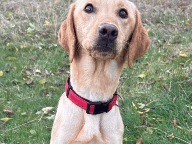 Willow is a brilliant young lady who is full of energy! She’s a super switched on girl who likes to be busy. She can be a little shy initially when meeting new people, but it doesn’t take her long to warm up – especially if treats or a ball are involved!