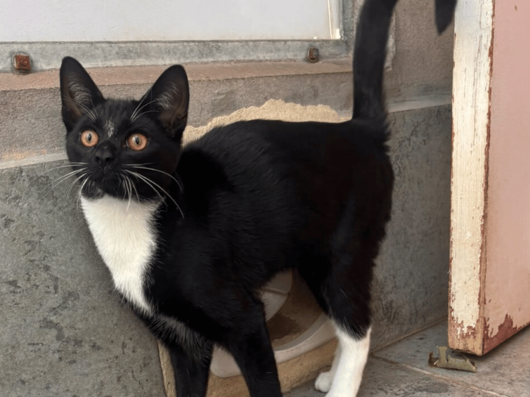Walter is a lovely young chap who loves to explore his surrounding and find fun things to play with! Walter sadly came in to the shelter as a stray so staff know nothing about his previous life. However since being there, he has been a friendly young boy who will happily entertain himself with string and feather toys or equally enjoys human interaction. 
