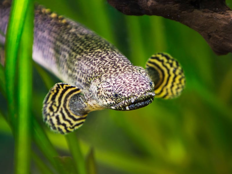 Primitive and eel-like, growing up to 24 inches, the Bichir is another fish as likely to give you nightmares as fill you with wonder. We think they are amazing though, with their feathery fins and armor-like scales. They are bottom dwellers but have the ability to breathe air so will regalarly pop up to the surface for a breather - meaning a tight lid is essential.