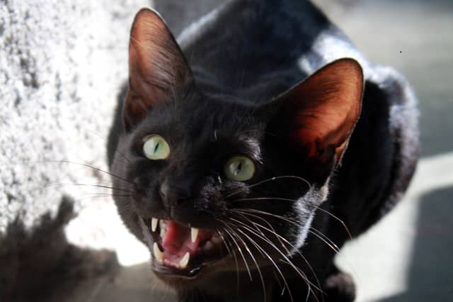 Some cats are more likely to display signs of aggression than others.