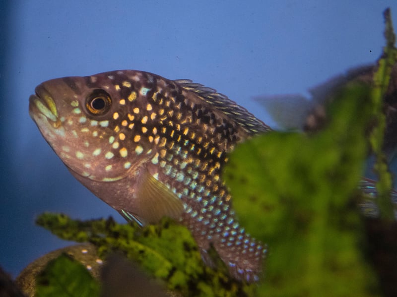 Originally from Central American countries like Mexico and Honduras, the Jack Dempsey Fish is named after a famous 1920s boxer thanks to its fearsome face and aggressive nature. Best kept alone in a tank, it's also important to provide them with somewhere to hide away - all 10 inches of them.