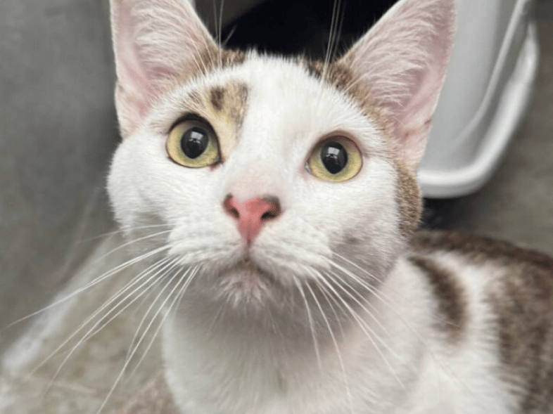 Butters is a very handsome boy who was initially a little shy to begin with but very quickly showed his sweet side and didn’t take him long to make friends with all the staff and volunteers at the shelter. He is an affectionate lad who will nudge into you for a head scratch, he loves to be made a fuss of!