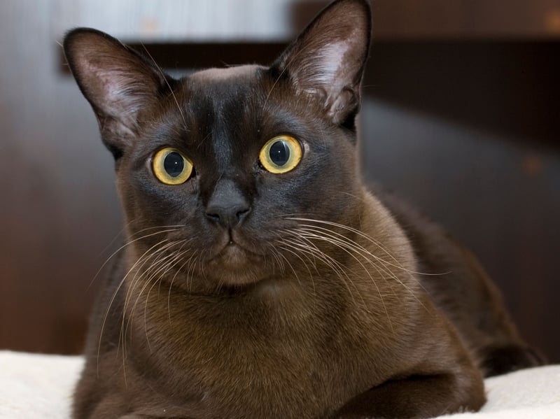 Burmese cats can exhibit aggressive behaviour when overexcited, making playtime occasionally rougher than is comfortable. They also hate being ignored and need to be managed by displaying clear boundaries.