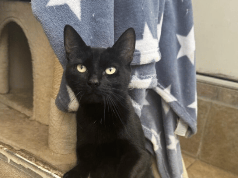 Sammi is a sweet young girl who although shy, has a friendly and affectionate nature. Sammi sadly came into the shelter with her litter of kittens. She was a great mam, who looked after her kittens well but she found it very stressful and would hiss at the staff if they approached, choosing to hide away in her safe space.
