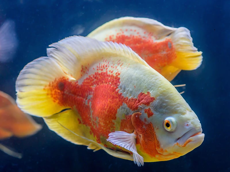 Oscars can reach 12–14 inches in length and are quite remarkable animals - they are intelligent and interactive fish, able to recognise their owners and display unique personalities. These fishy monsters are best kept in large tanks with strong filtration due to their delightfully messy feeding habits. 