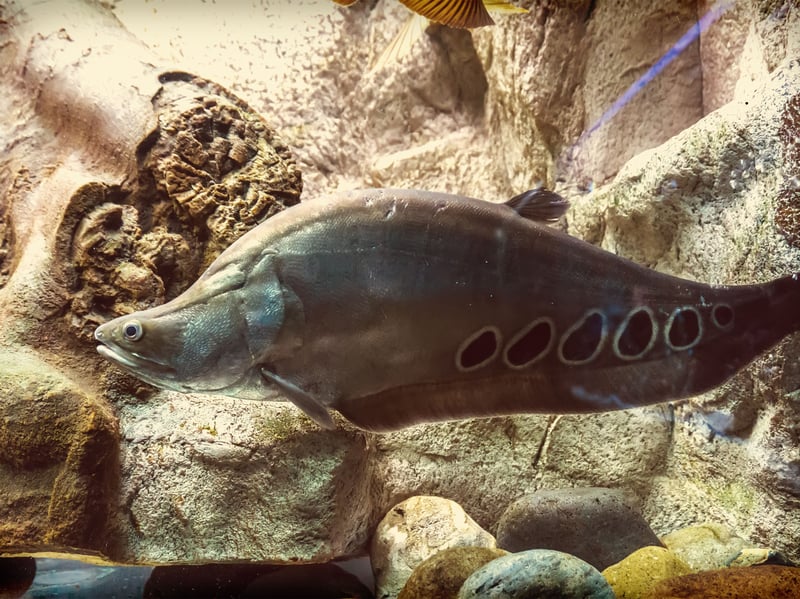 Looking every inch like something from a horror movie, the elegant Clown Knifefish reaches up to a terrifying three feet. Mainly nocturnal (of course they are) they need plenty of hiding places in their huge aquarium home. Highly predatory, they can only share a tank with fish too big to fit in their gaping mouth - and even then it's a bit of a gamble.