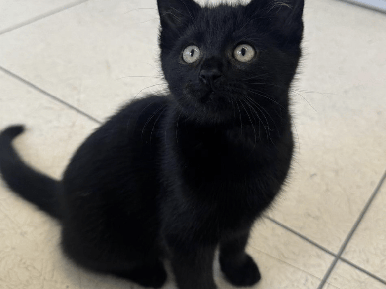 Docs is a confident and friendly little guy who loves human interaction. He is a typical playful and cheeky young kitten who is happy to approach people and will reward them with the sweetest little purr once he’s got their attention.