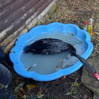 Tank vandals blamed for 'devastating' death toll