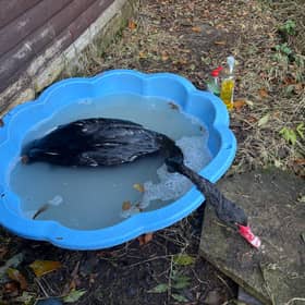 There has been frantic efforts to clean oil from the birds.