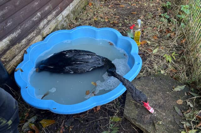 There has been frantic efforts to clean oil from the birds.