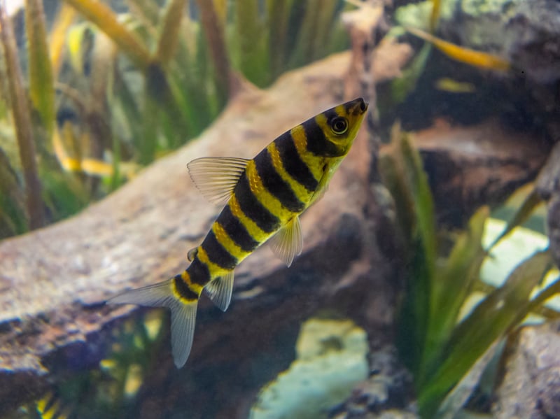 The Banded Leporinus is a stunningly-patterned fish that can grow up to a foot in length. They enjoy living in small schools so if you are looking for a pack of fish to dart around your enormous tank then these are a good choice. They just love to jump, so make sure that lid is good and secure.