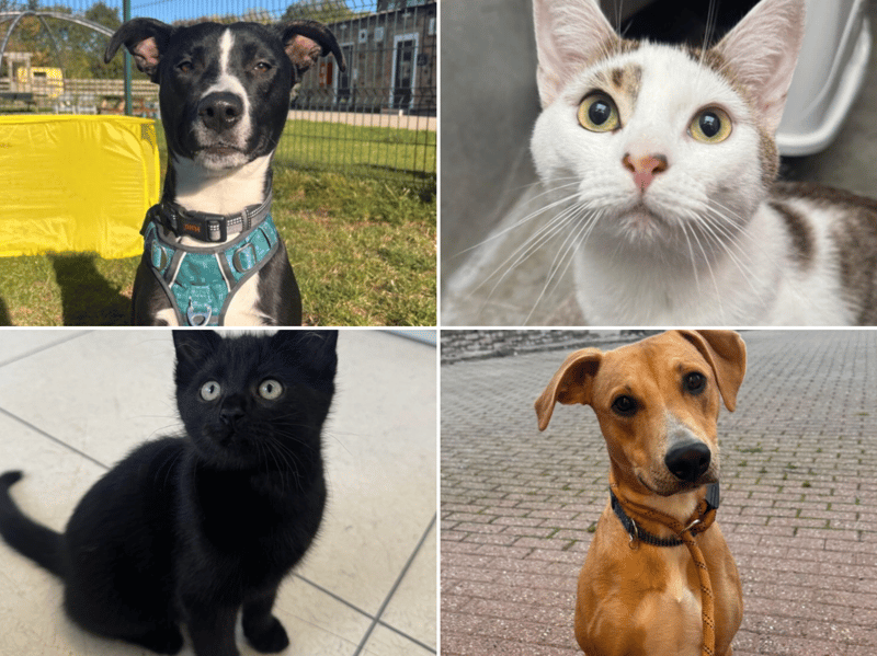 All these pets at Newcastle Dog & Cat Shelter are searching for a home.