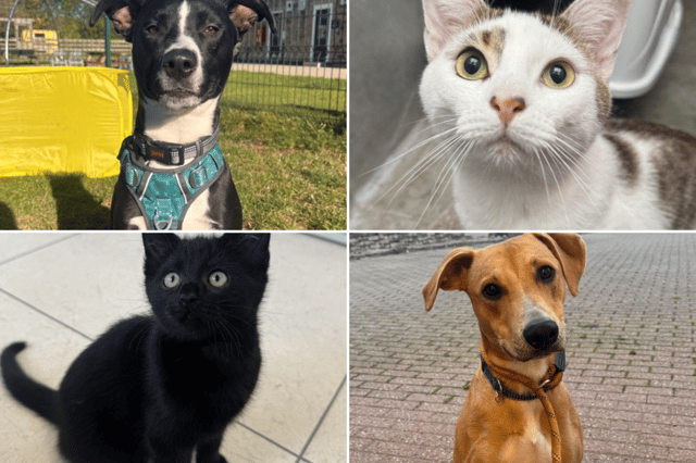 All these pets at Newcastle Dog & Cat Shelter are searching for a home.