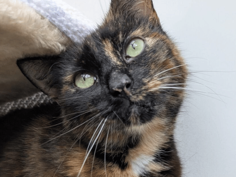 Donna is a beautiful girl inside out who has been through a lot recently. Donna arrived into care in July, she’s come from a multi-cat household but staff don’t know any further history. It took Donna a while to start settling in, she was very nervous in care to begin with, always hiding and hissing and hissing if anyone went too close. Once she started getting used to her surroundings, staff started to see the loving girl that she really is.
