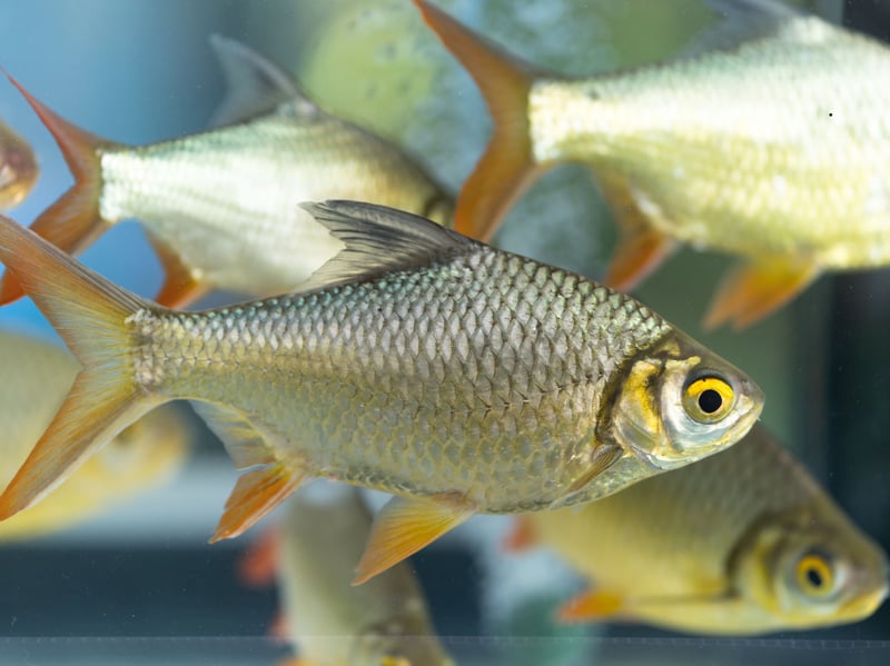 Reaching 14 inches, Tinfoil Barbs are fast, peaceful, and social bars of scaley silver. Best kept in schools, they need a large tank and strong currents. They’re not aggressive but may bully smaller fish out of their food.