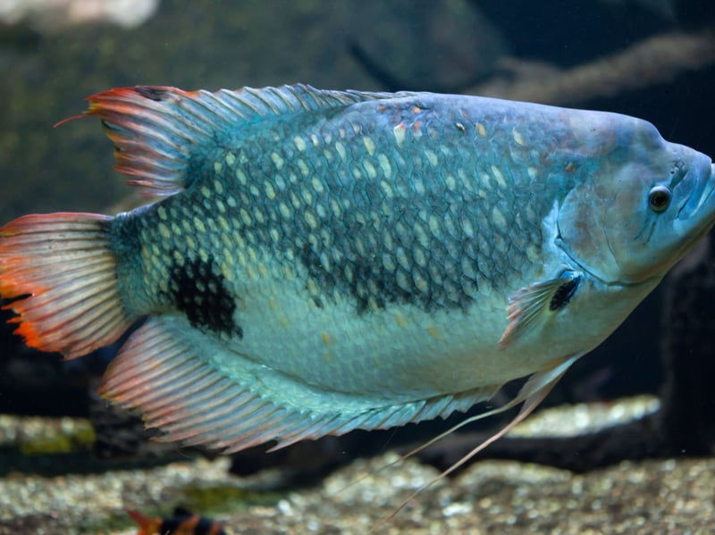 Reaching up to 28 inches, Giant Gouramis are gentle giants. They’re intelligent, long-lived, and can become attached to their keepers. With a face only a mother could love, they need large tanks and plenty of open swimming space. A naturally friendly creature, they can coexist with similarly-sized fish.