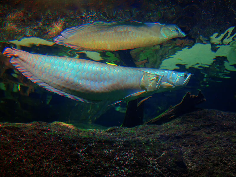 Growing up to three feet, the ,mighty Arowanas are powerful surface-dwelling predators. Known for their metallic sheen and jumping ability, they require massive tanks, secure lids, and are best kept solo or with strong tankmates - these fish are proper carnivores. Although they need a large aquarium, they'll only occupy the top couple of feet.