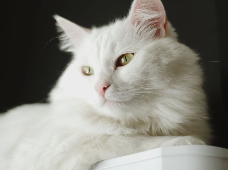 Turkish Angoras are another breed who sometimes just like being left alone rather than being cajouled into cuddles. Unwanted handling may lead to use of their teeth and claws to put you right.