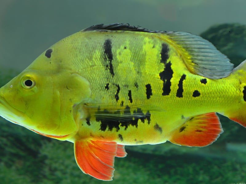 The Peacock Bass is a fish for serious aquariasts only - needing at least a 150 gallon tank. A predatory species, if they get peckish they'll eat pretty much anything put in front of them, including other Peacock Bass.