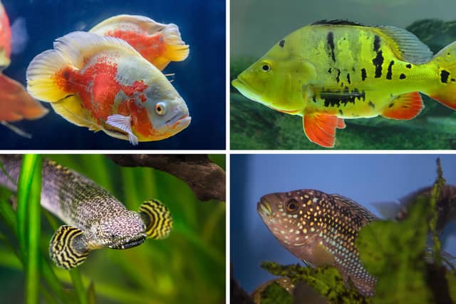 Some of the biggest and most colourful tropical fish you can keep in an aquarium.