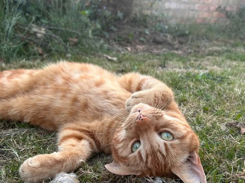 Sarah Molson said: "My Feisty unpredictable Ginger! Rory also rescued." 