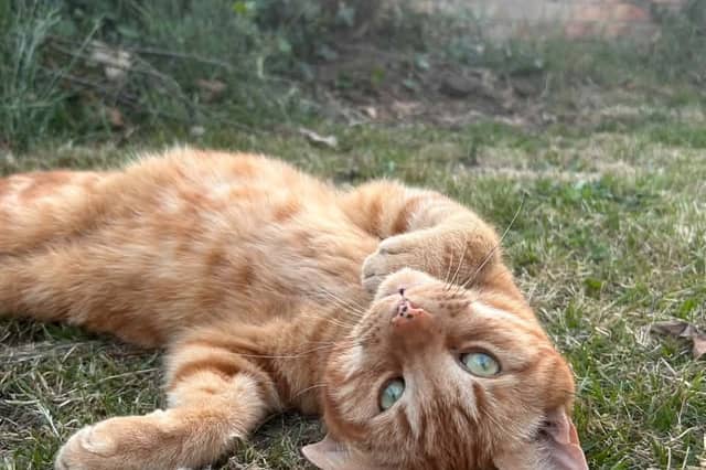 Sarah Molson said: "My Feisty unpredictable Ginger! Rory also rescued."