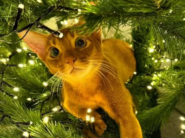 Lorna Burge said: "This is my cat Moose in the Christmas tree where he wasn’t supposed to be. He looked so cute though I took a photo instead of telling him off." 
