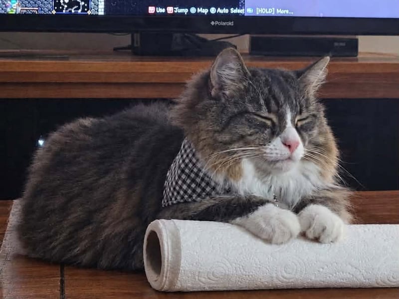 Luke Canning said: "My girlfriend took the best ever photo of our Minnie chilling on a kitchen roll, I thought I’d share this with you."