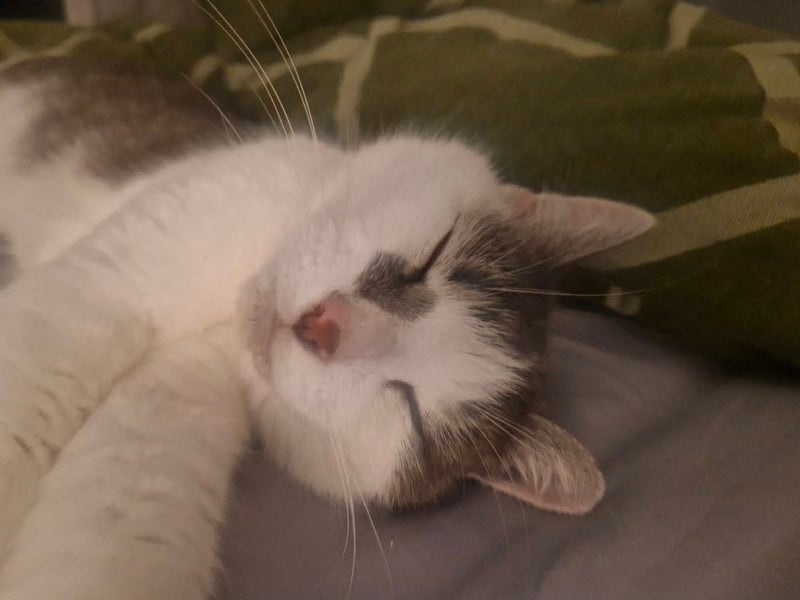 Level&Tone said: "Smudge: 13 but looks like a kitten."