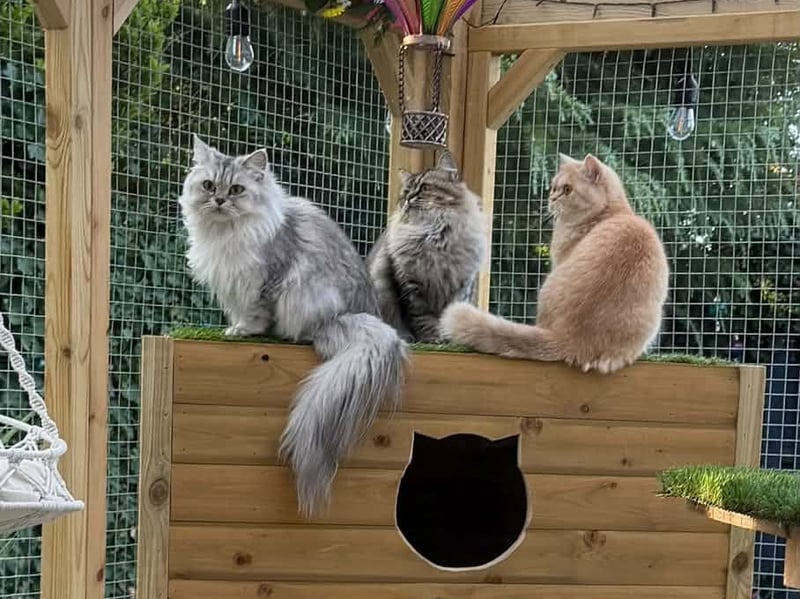 Chloe Louise said: "Pandora, Fern and Mable enjoying some fresh air this summer."
