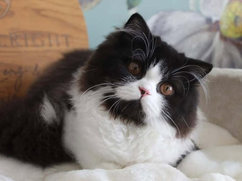 Natalie Brailsford shared this photo of Inka.