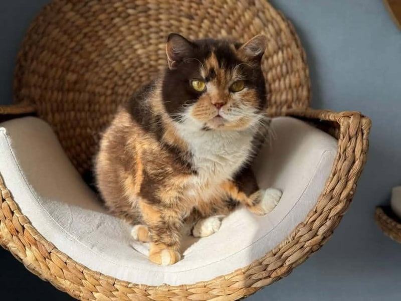 Natalie Brailsford shared this photo of cat Apple Pie.