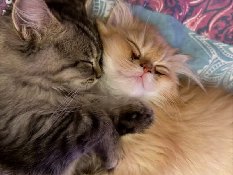 Chloe Louise said: "Ozzy and Gizmo, they are three and half months old."
