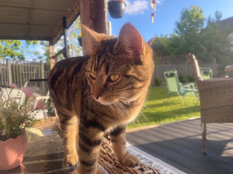 Laura Baker shared this photo of Buddy.