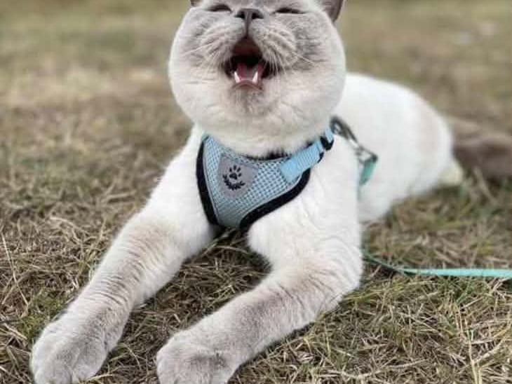 Debbie Faulkner said: "My beautiful boy Mouse, he loves his daily walks as long as it’s not raining."