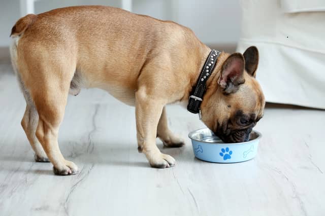 It's not always as easy as this to get a French Bulldog to eat its tea.