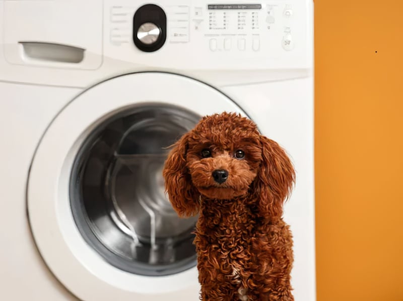 Don't let their curly hair, high-fashion looks and cute demeanor fool you - Poodles have a razor-sharp brain second only to the Border Collie. Whatever size you choose - Standard, Miniature and Toy - these furballs are hugely smart, making great service and therapy dogs.