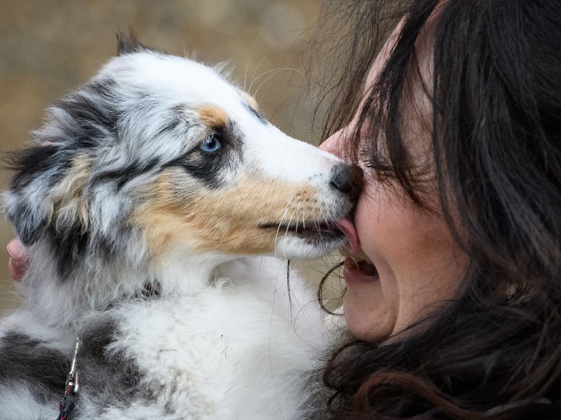 Like Border Collies, Shetland Sheepdogs are great at herding animals due to their extreme intelligence. They thrive on being given new things to learn - the more energetic the better. 