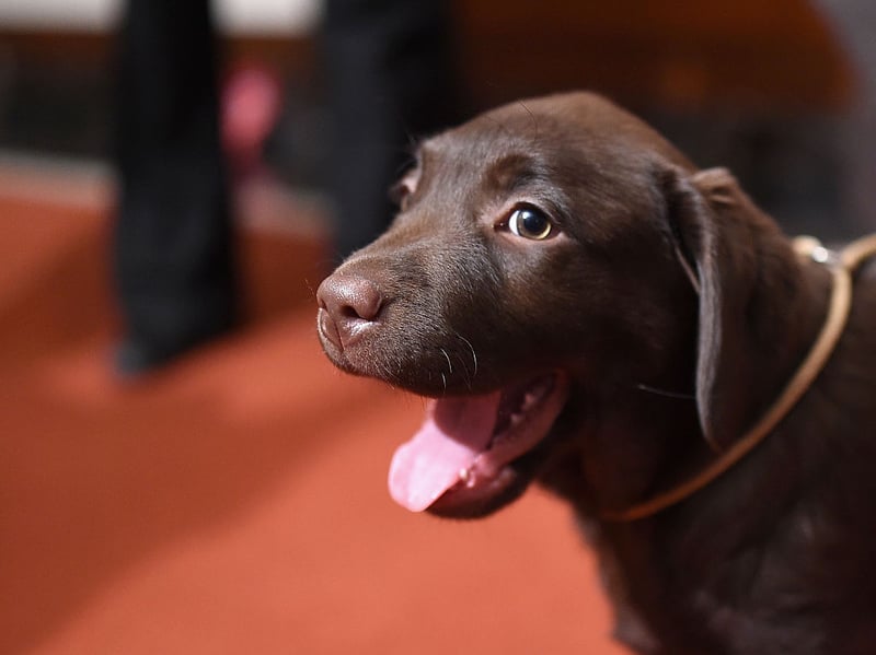 The UK's - and the world's - most popular breed of dog is no slouch in the brain department either. Commonly used as guide dogs and drug detection dogs, the Labrador Retriever's eagerness to please makes them a dream to work with. Sometimes it seems like this clever breed train themselves. 