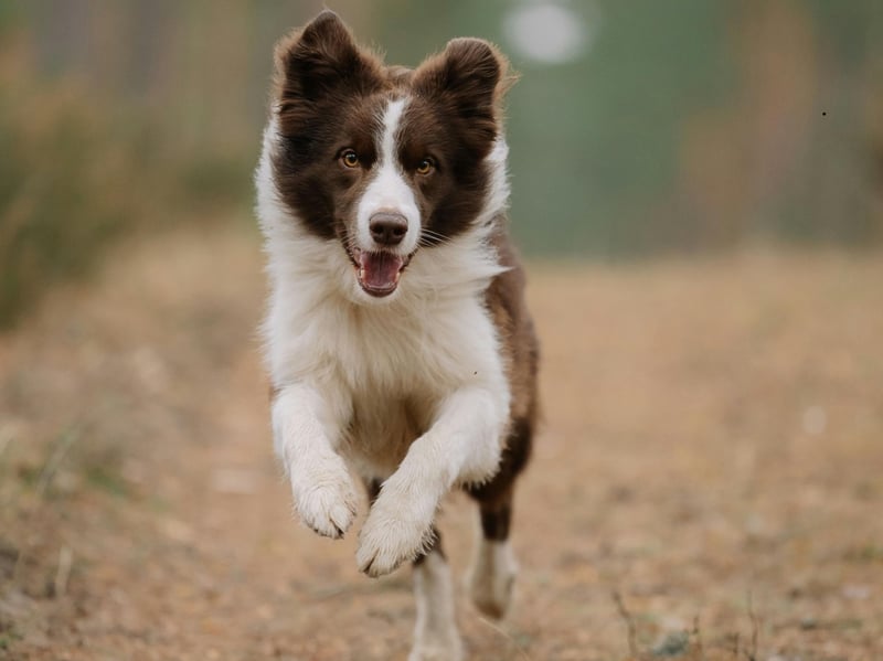We're starting with the cleverest breeds in the dog world. Of the canine masterminds, the Border Collie is the undisputed top dog when it comes to intelligence. Commonly utilised to herd sheep, that's just the tip of the iceberg when it comes to their sky-high doggy IQ. They can learn a huge number of words and commands, and can turn their paws to an impressive range of jobs and tasks.