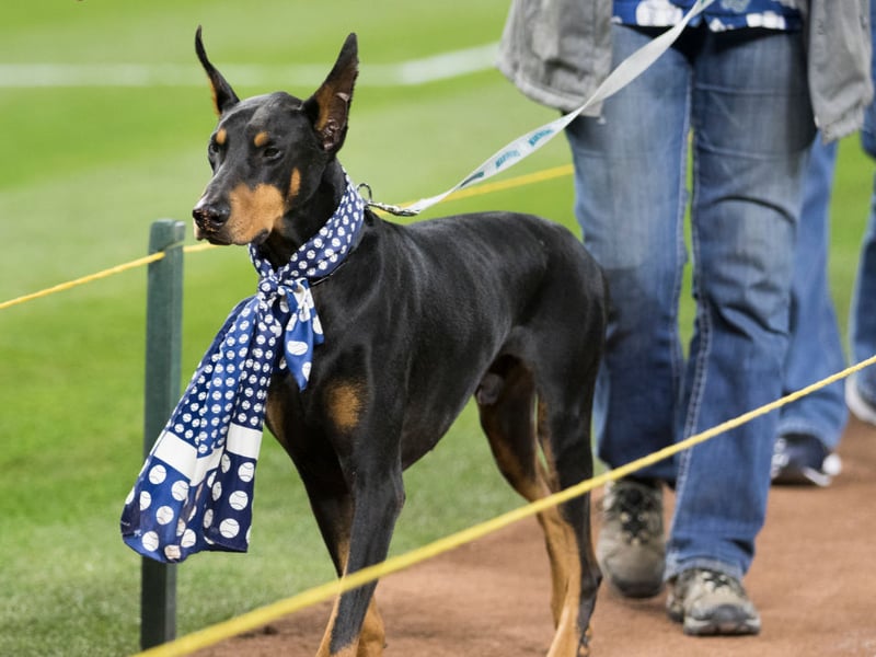The Dobermann, or Doberman Pinscher, is the fifth smartest breed of dog in the world. They have a remarkable talent for gauging perceived threats, which makes them a great guard dog - particularly since they are also very loyal and protective towards their home and owner.