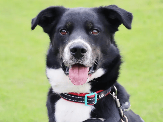 A 2-year-old Border Collie cross who loves life, Domino is a smart, fun-loving lad looking for his ultimate outdoor adventure buddy. Extremely food-motivated and great in the car, he thrives on training and loves embarking on big hikes. Domino will make a loyal companion in a calm, adult-only home with a secure garden where he can be the only pet.