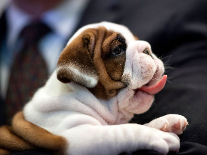Perhaps the reason the gorgeous Bulldog appears so high on this list is that they are well known for being very lazy - preferring to curl up on the couch instead of running around being smart like a Labrador or Border Collie.