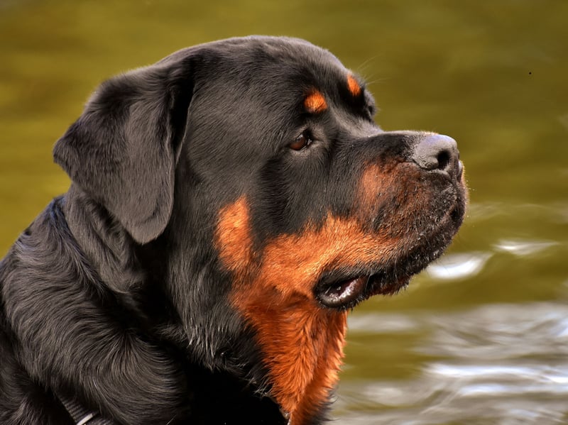 A mixture of obedience and keen instinct makes the Rottweiler the ninth most intelligent dog breed. They are also very adaptive and make great guard dogs - as well as gentle and respectful family pets.
