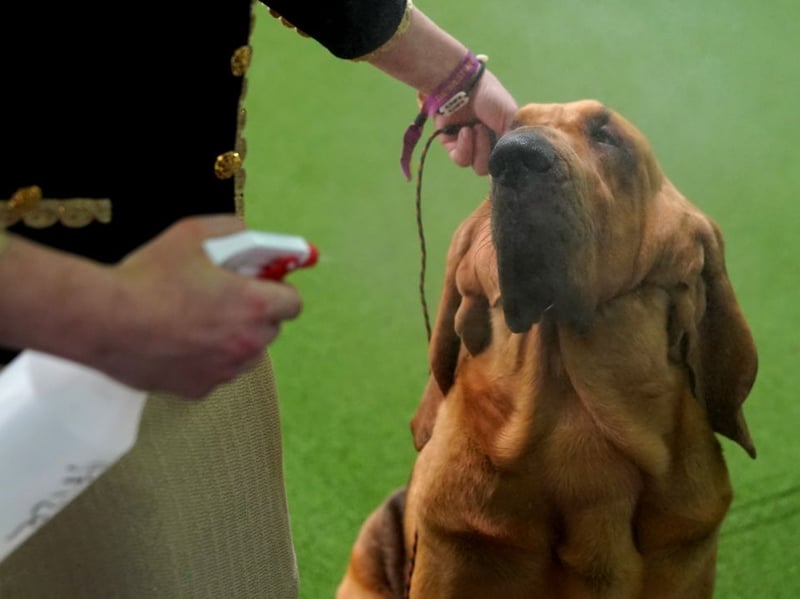Scenthounds like the droopy Bloodhound all appear lower down the list of intelligent breeds - largely because once they pick up a scenet they find it very hard to concentrate on anything else.